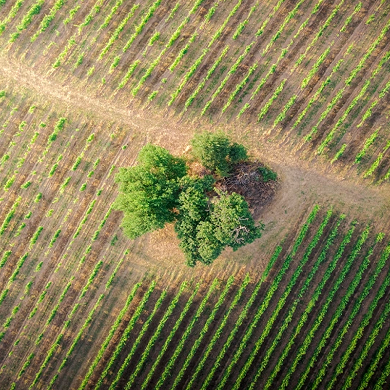 Domaine Lombard